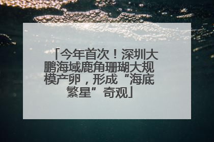 今年首次！深圳大鹏海域鹿角珊瑚大规模产卵，形成“海底繁星”奇观